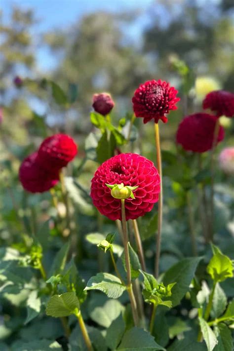 Are Dahlias Perennials?- How to plant and care for your Dahlias