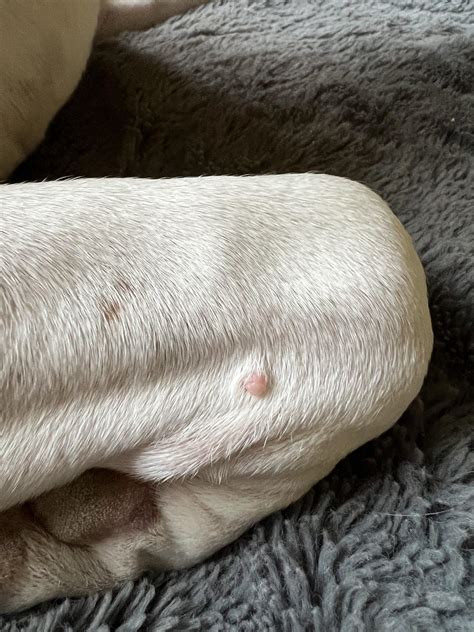 Skin tag/wart on dog?? : r/DogAdvice