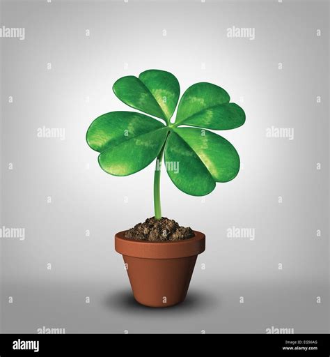 Growing your luck as a four leaf clover plant in a flower pot as a ...