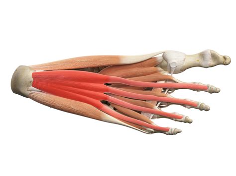 Extensor Digitorum Brevis Pain