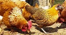 nourriture poules pondeuses quelle alimentation pour des poules pondeuses meilleur nourriture poules pondeuses quelle alimentation pour des poules pondeuses meilleur