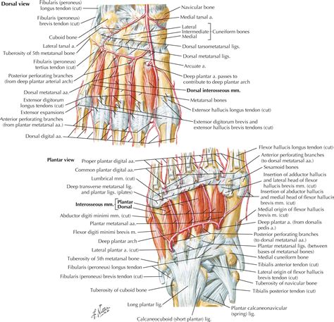 Foot Diagram 的图像结果