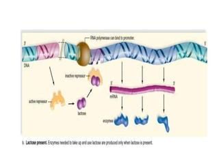 Image result for Negative and Positive Operons