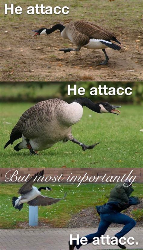 22 more untitled goose game memes that are a honking good time – Artofit