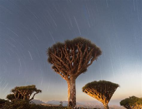 Discover Socotra - Socotra Island | Tripadvisor