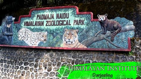 Zippi Trip-Darjeeling