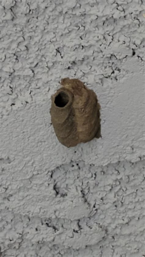 Found Mud Dauber Wasp Nest, How do we safely remove it? : r/pestcontrol