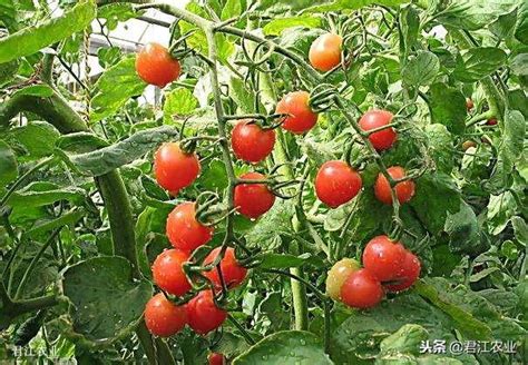番茄怎麼施肥，用什麼肥料好？ - 每日頭條
