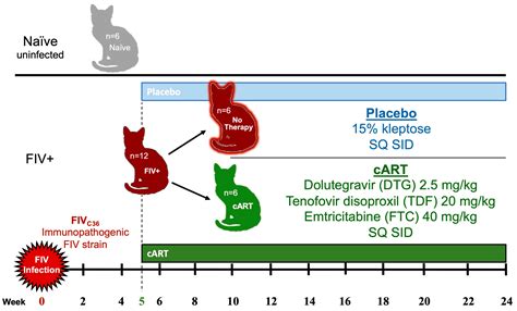 Combination Antiretroviral Therapy and Immunophenotype of Feline Immunodeficiency Virus