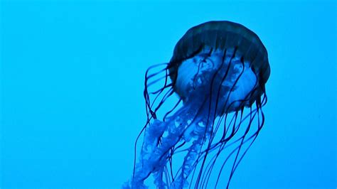 Wallpaper jellyfish, tentacles, underwater, water, depth hd, picture, image