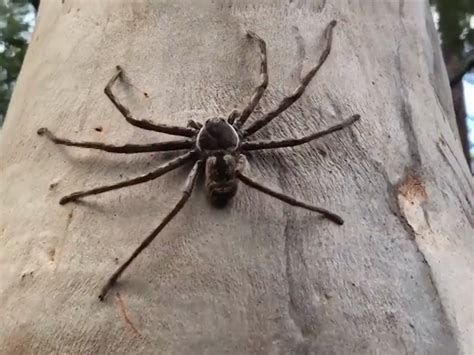 Giant Huntsman Spider Bite Exploring Huntsman Spiders: An Iconic