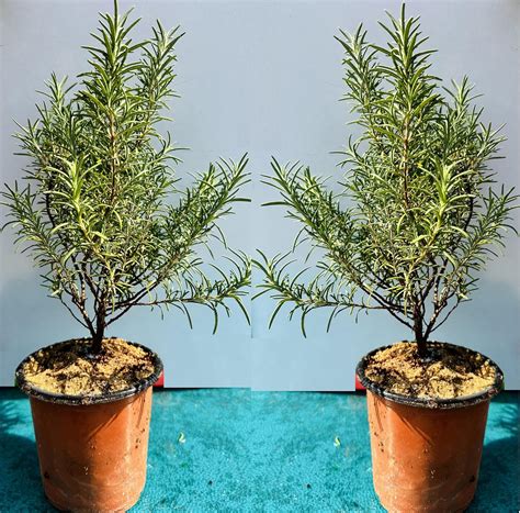 Vivemore Rosemary Plant (Rosmarinus Officinalis, Gulmehandi, Rujamari ...
