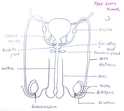 Image result for Male Reproductive System Easy Drawing