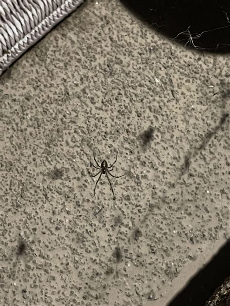 Male black widow or something else? We've had lots of black widows ...