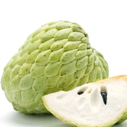 Taiwan Sugar Apple Live Plant – veliyathgardens