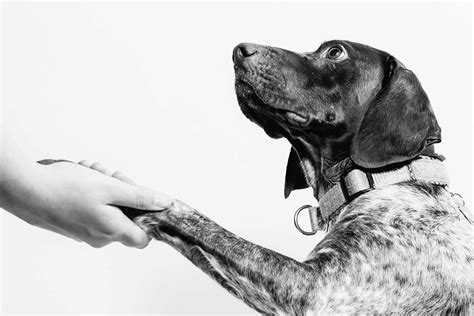 Image result for Hand Signs for Dogs