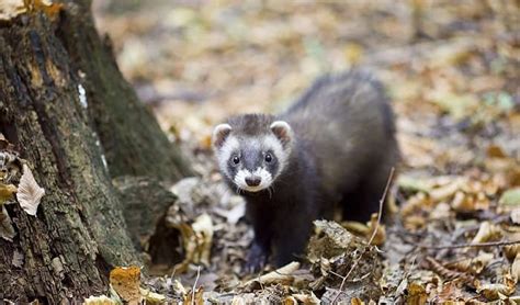 Ferret vs Python 的图像结果