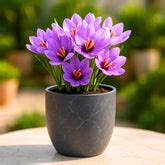 Buy Flower Bulbs Online at Best Prices in India - OrganicBazar ...
