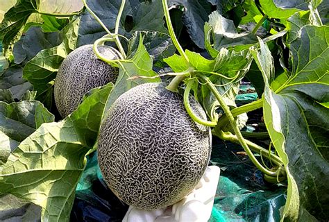 Image result for Alien Romulus Kay Hair