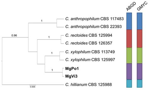 New Cladosporium Species from Normal and Galled Flowers of Lamiaceae