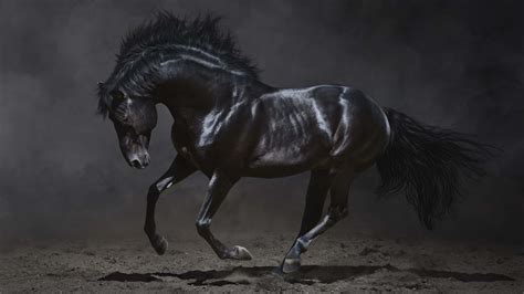 Black Stallion Wallpapers - Top Free Black Stallion Backgrounds ...