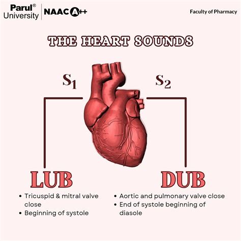 Faculty of Pharmacy - PU | “Heart sounds, S1 (lub) and S2 (dub ...