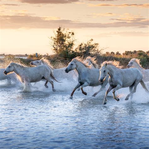 Speed Demons: Unleashing the Top 10 Lightning-Fast Horses in History ...