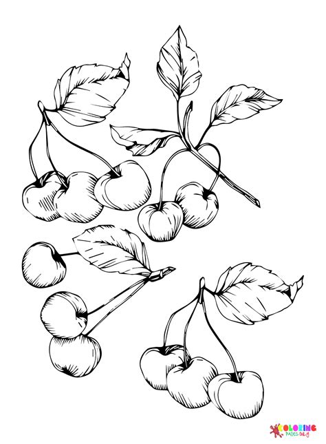 Cherry Coloring Pages - Jace Printable