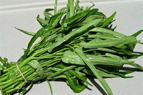 Water Spinach seeds Ong Choy Kangkong Kong Xin Cai Garden Vegetable ...