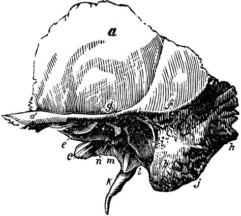 The Squamous Portion of the Temporal Bone | ClipArt ETC