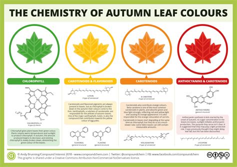 Les couleurs des feuilles - Encyclopédie de l'environnement