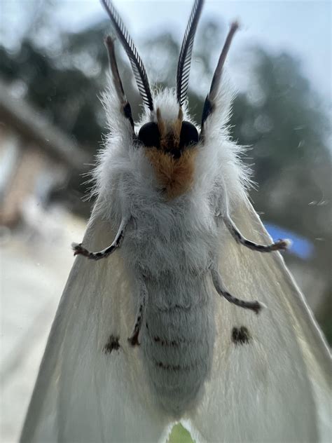 The agreeable tiger moth, just visiting for the day watching some ...