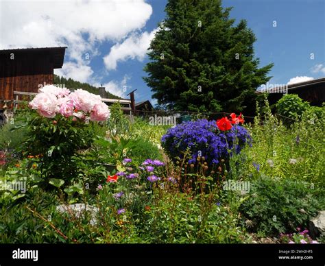 A chalet garden in Murren, Bernese Oberland, Switzerland Stock Photo ...