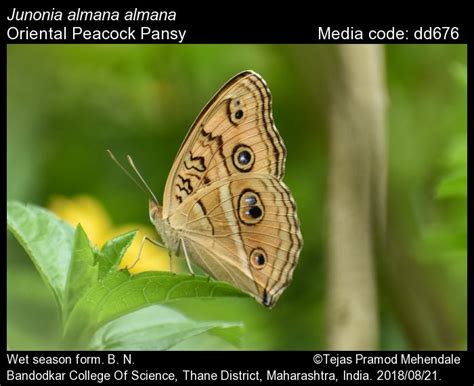 Junonia almana | Butterfly