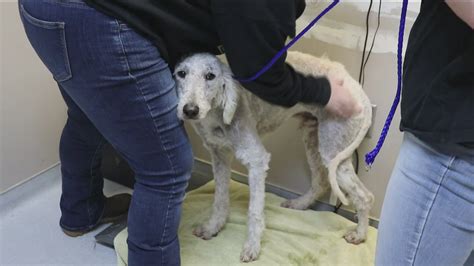 Nearly 120 poodles surrendered by breeder to Idaho Humane Society