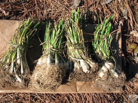 How To Plant Onion Sets - Plant Ideas