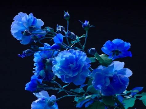 518 (700x525, 272Kb) | Синие цветы, Синий сад, Голубые розы