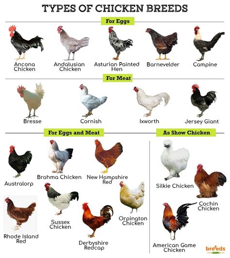 How long do chickens live 6 factors that impact life expectancy – Artofit