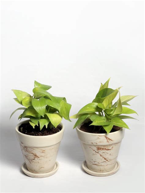 Indoor Plants – Nurturing Green