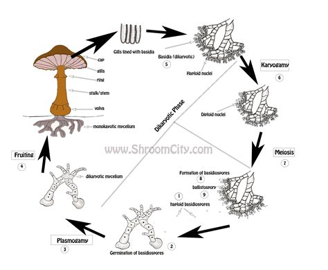 The Mushroom Life Cycle - Let's Grow Together!