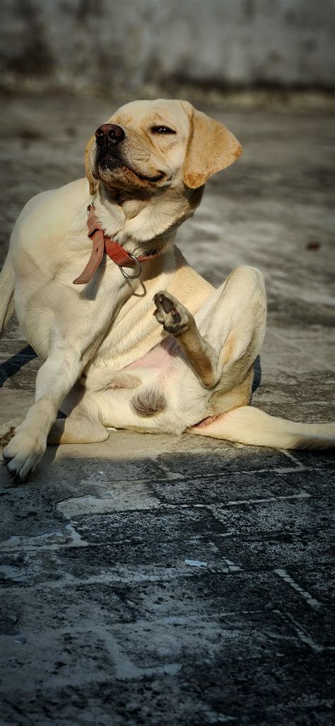 Get this shot on my s22 of my dog named Pluto and I can't believe how awesome he's looking. : r/aww