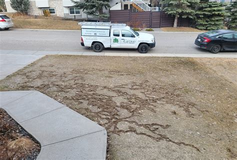 Vole Control in Calgary: Eco-Friendly Lawn Solutions