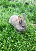 Image result for Baby Browes Bunnies