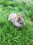 Image result for Baby Bunnies Adorible Flower