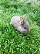 Image result for Fresh Baby Bunnies