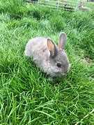 Image result for Baby Bunnies in a Yard