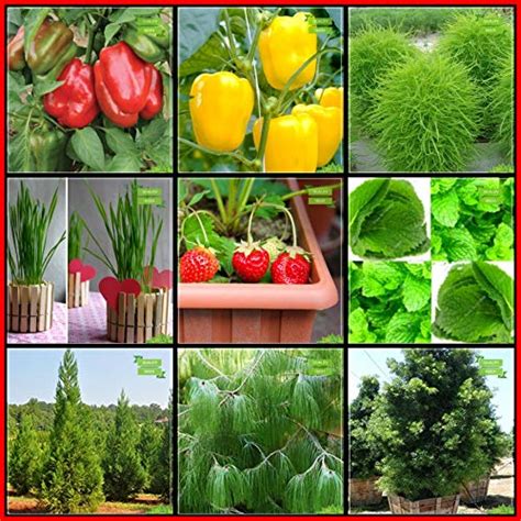 Creative Farmer Seeds For Garden Combo Herb Seeds & Flower Seeds ...