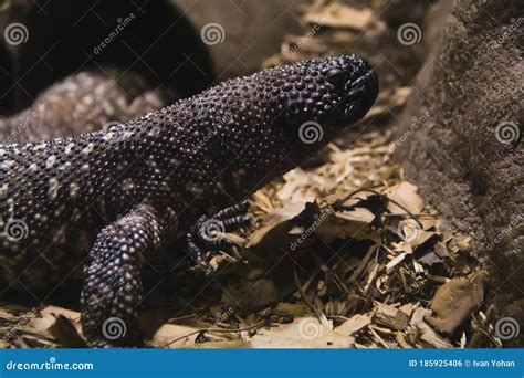 Mexican Beaded Lizard Heloderma Horridum On White Background. Stock ...