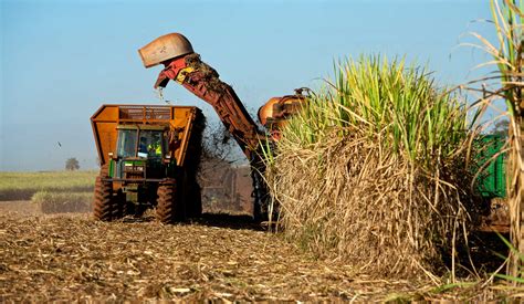 Sugarcane Field