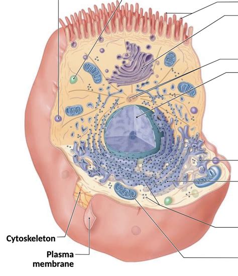 Cellular Organelles Diagram | Quizlet